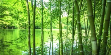 滨湖竹园现在物业收费吗？