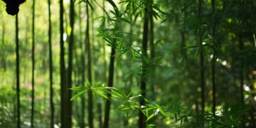 物业为什么穿旗袍？
